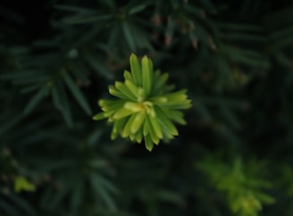 Close-up of vibrant green plant leaves showing detailed cellular structure under a microscope.