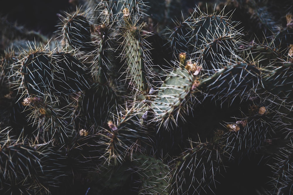 green cactus plants during night time