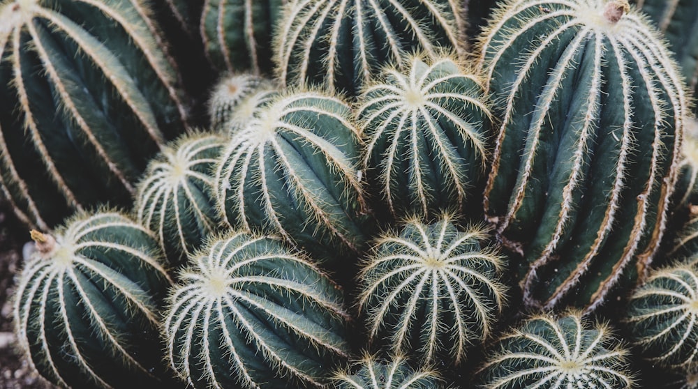 green cacti