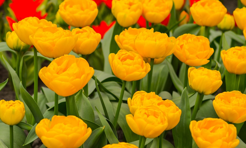 field of yellow petaled flower