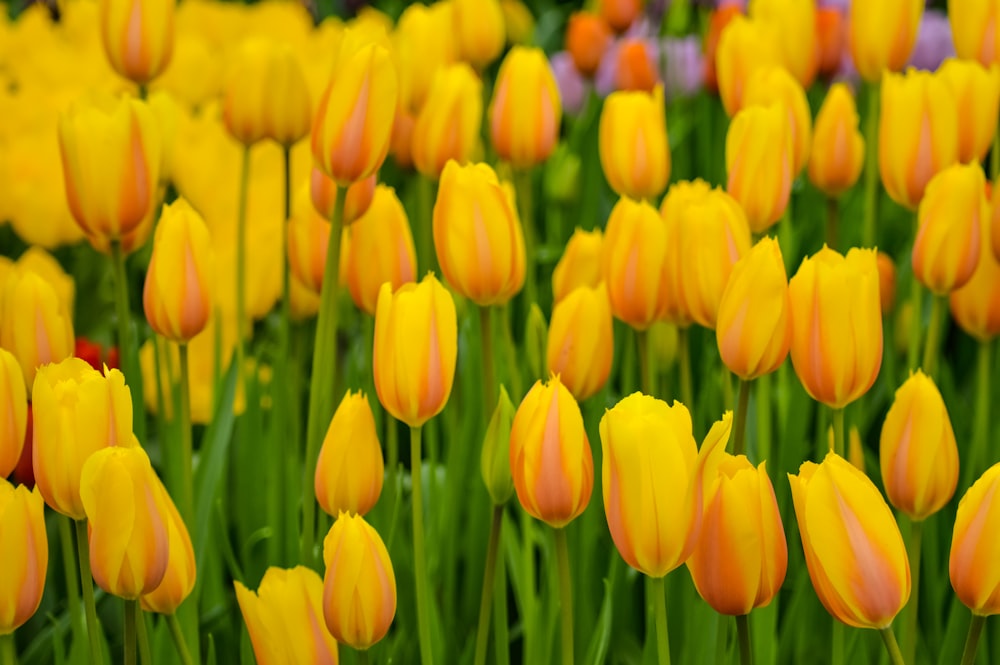 bed of yellow tulips