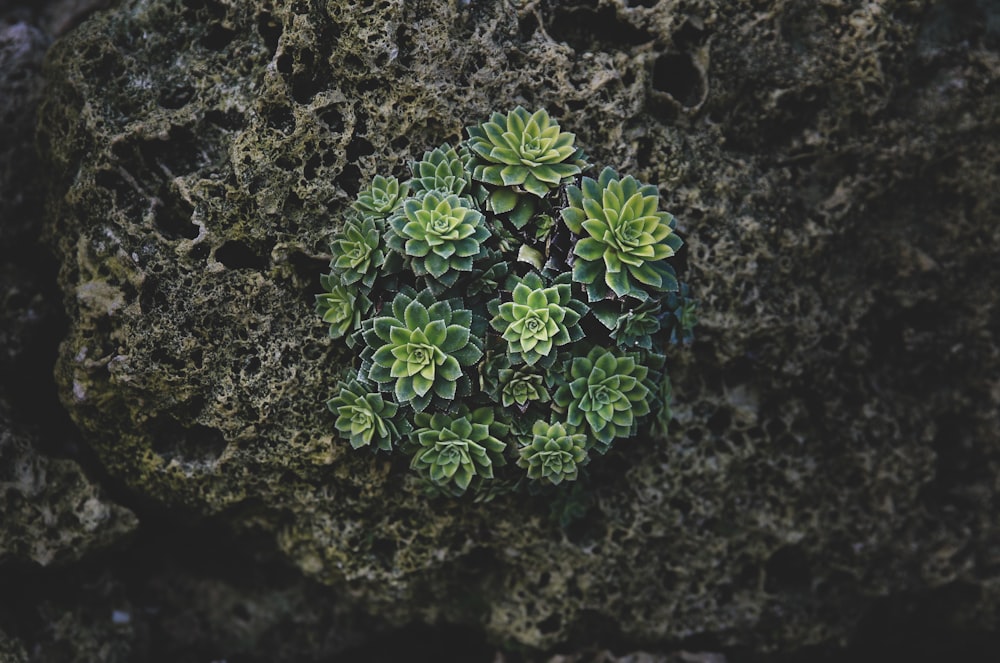 close-up photography of succulent