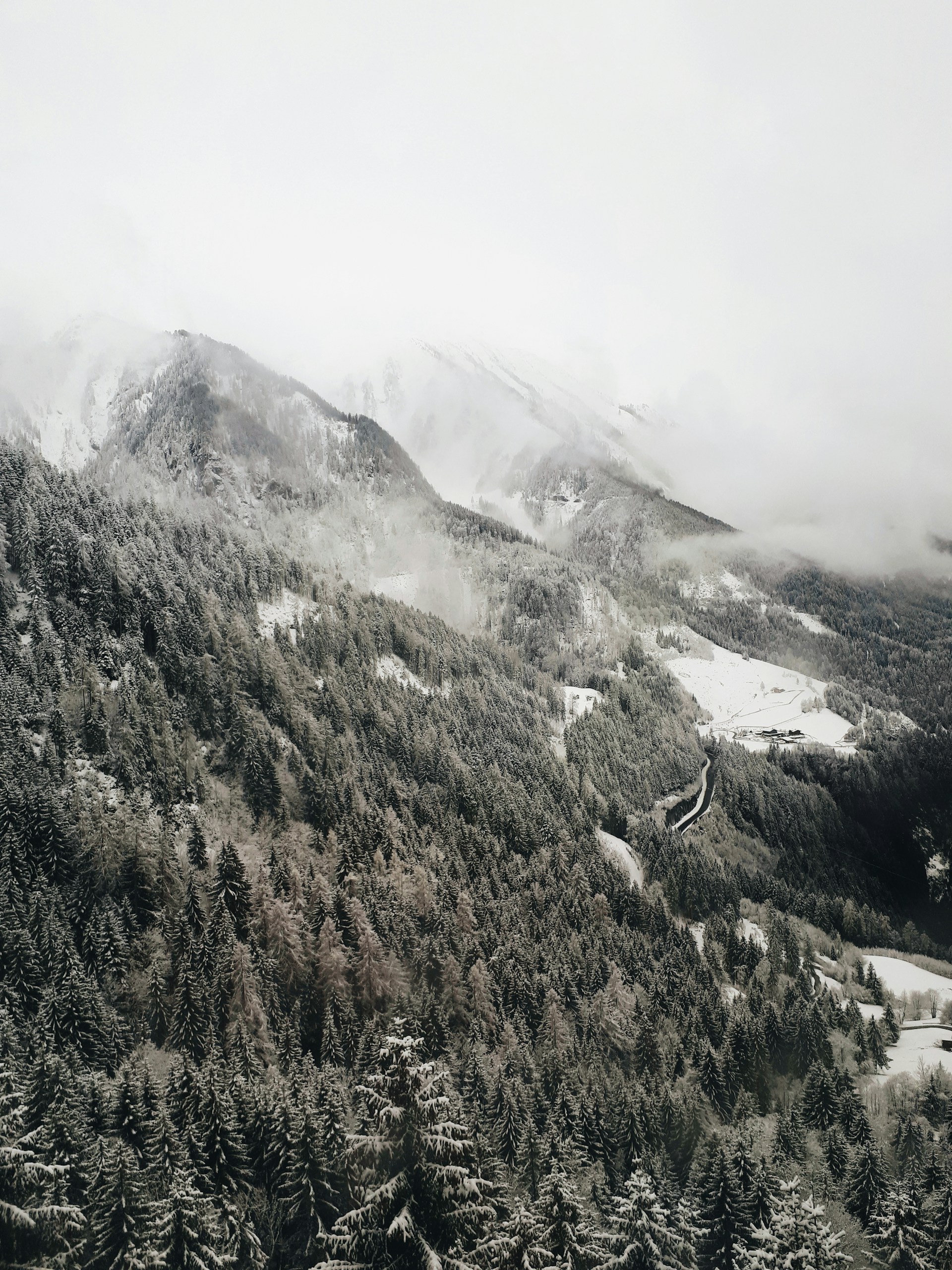 bird's-eye view photo of pine trees