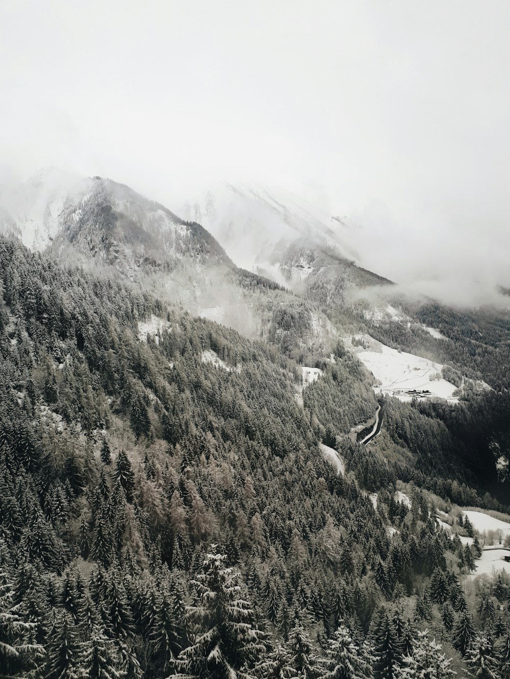 bird's-eye view photo of pine trees