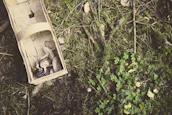A rustic wooden basket filled with assorted farm products sitting on mossy ground.