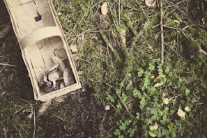 Traditional wooden basket filled with collected wild ginseng roots resting on forest floor
