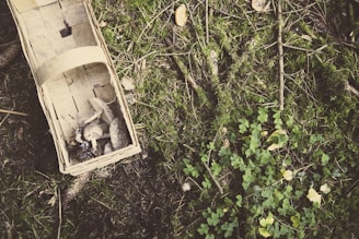 Traditional wooden basket filled with collected wild ginseng roots resting on forest floor