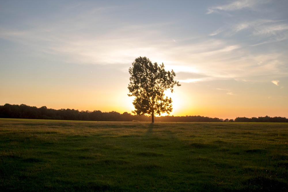 green trees surrounded by grass field