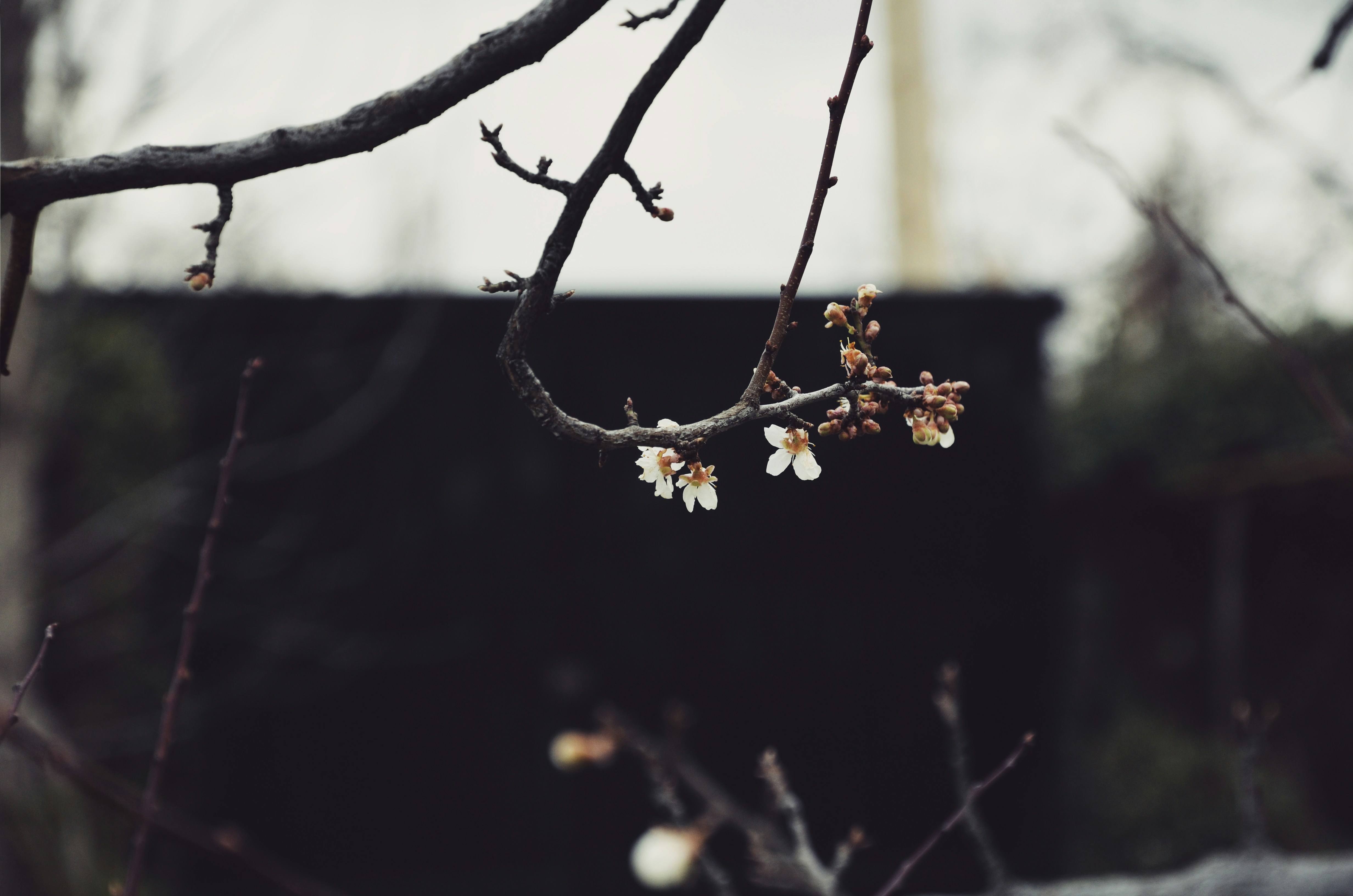 Photo by saeed_gh
