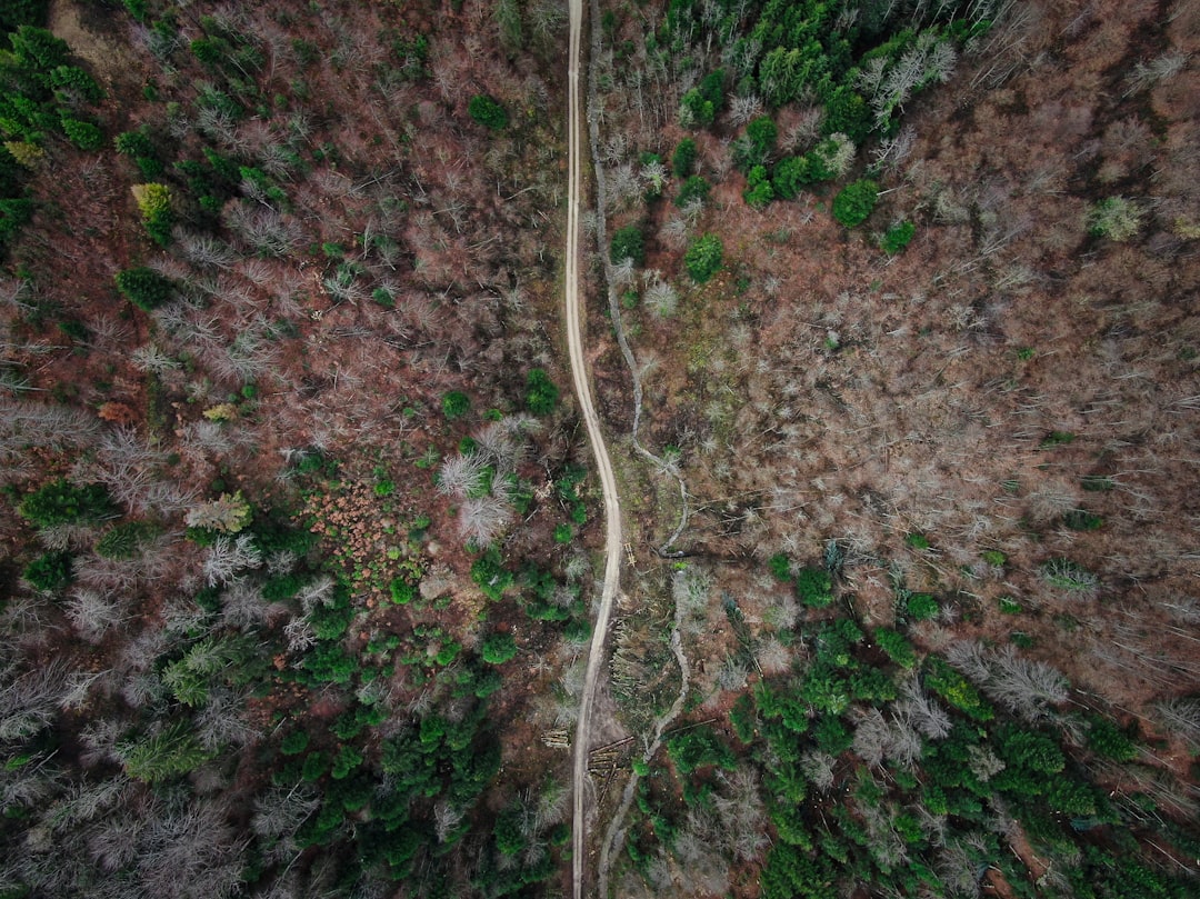 green and brown trees