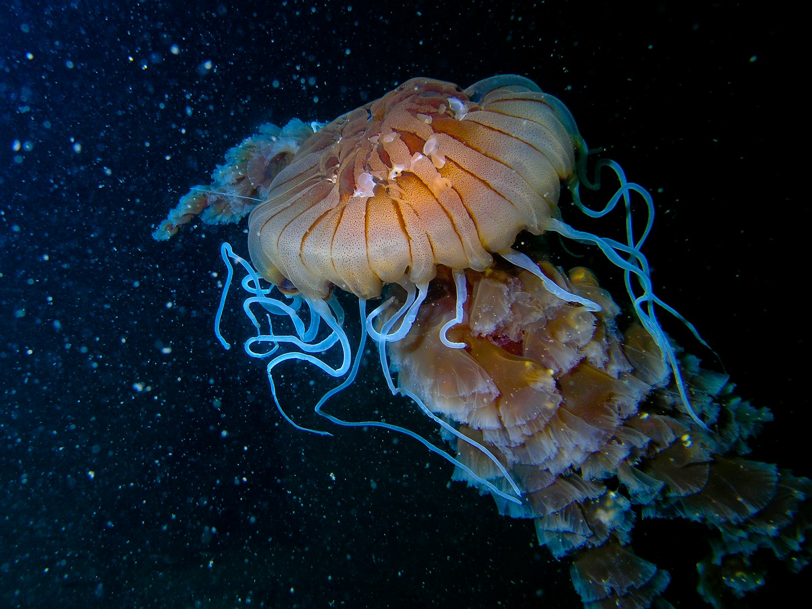 Olympus C8080WZ sample photo. Swimming brown jellyfish photography