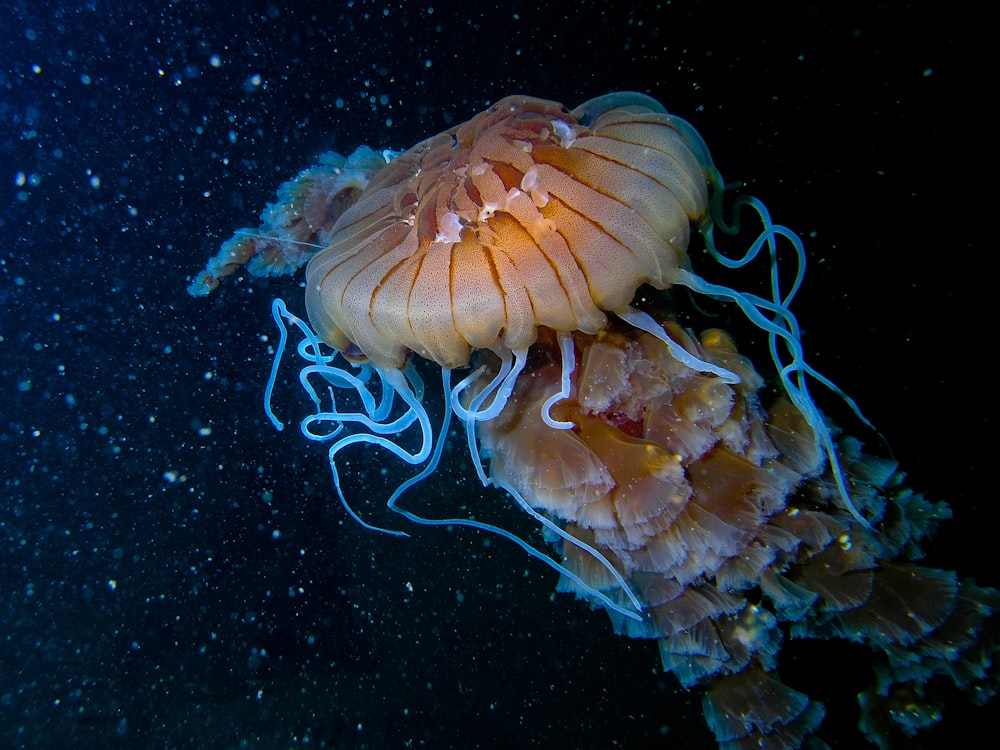 swimming brown jellyfish