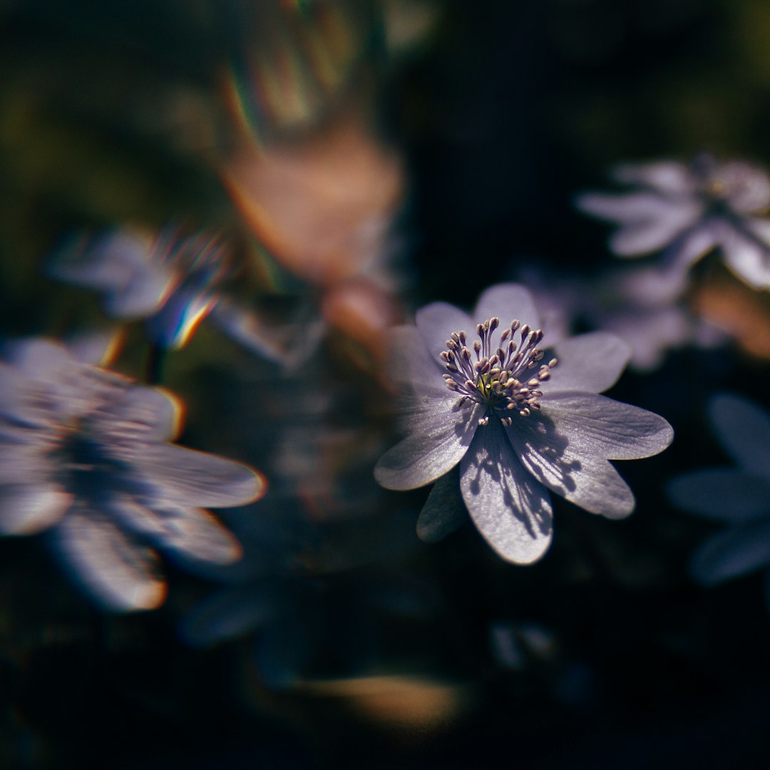 selective focus photography of white-petaled flowers