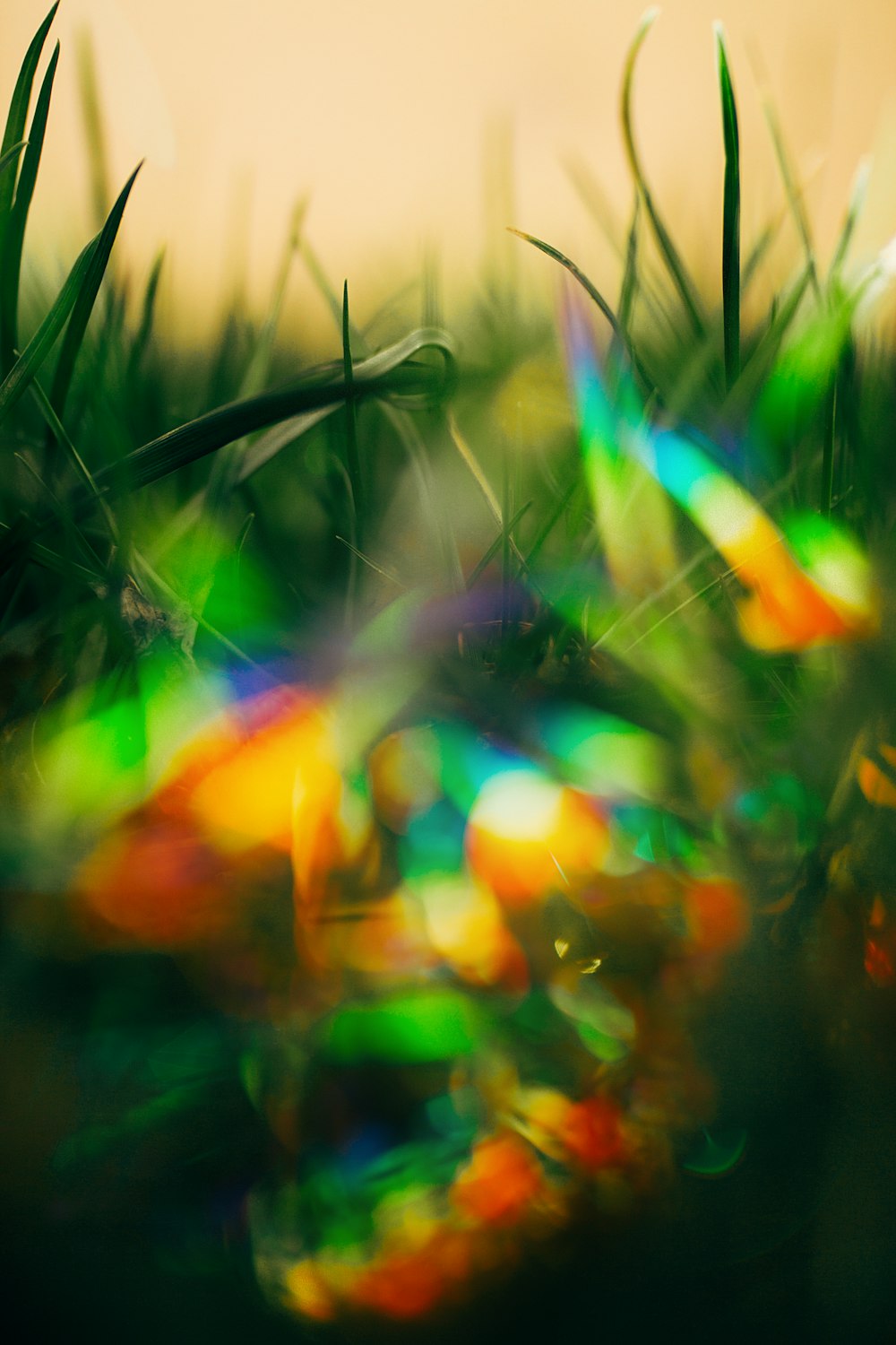 bokeh photography of green grass