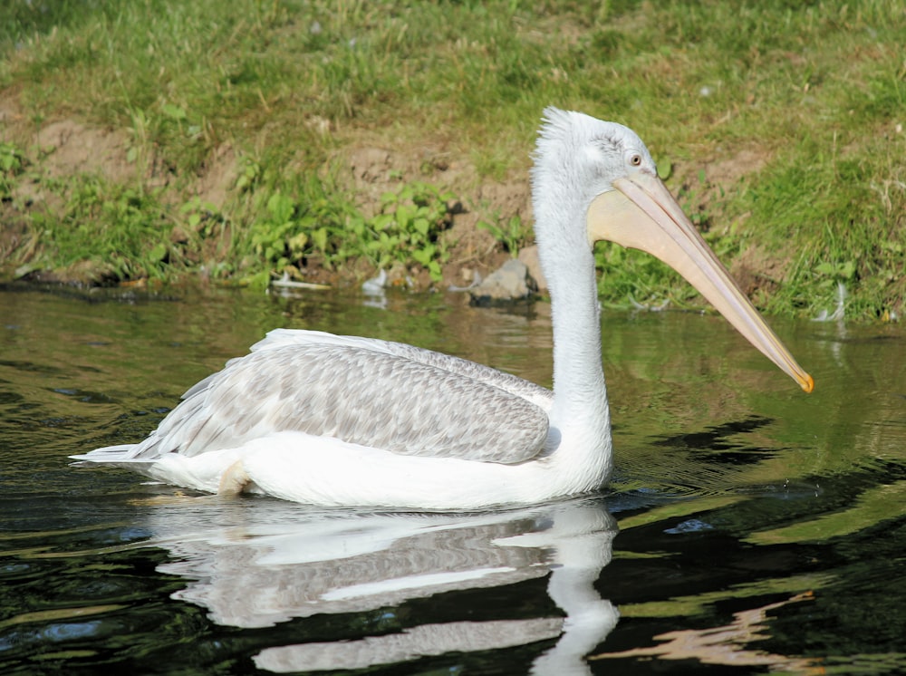 white pelican