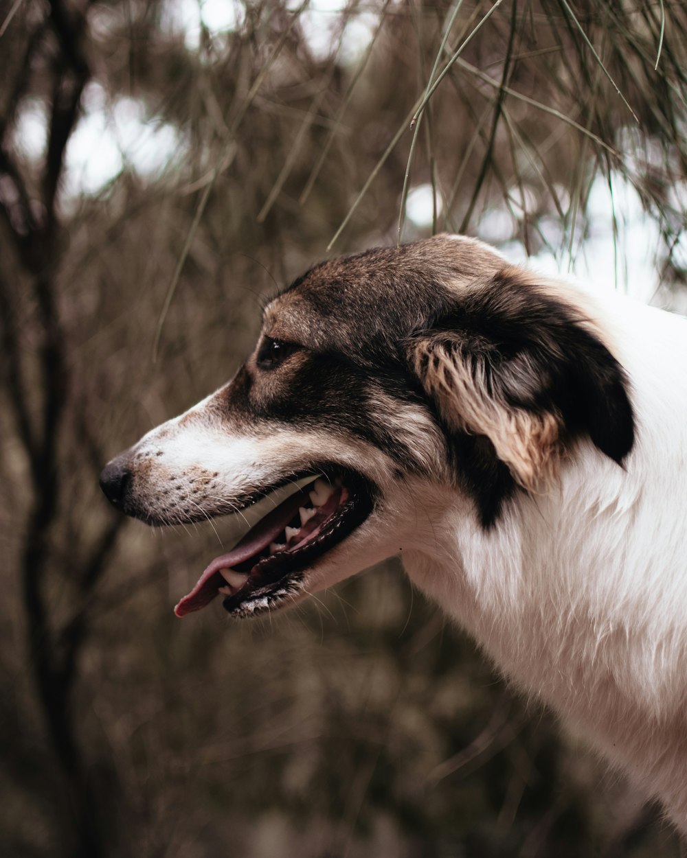 Porträt eines weiß-schwarz behaarten Hundes