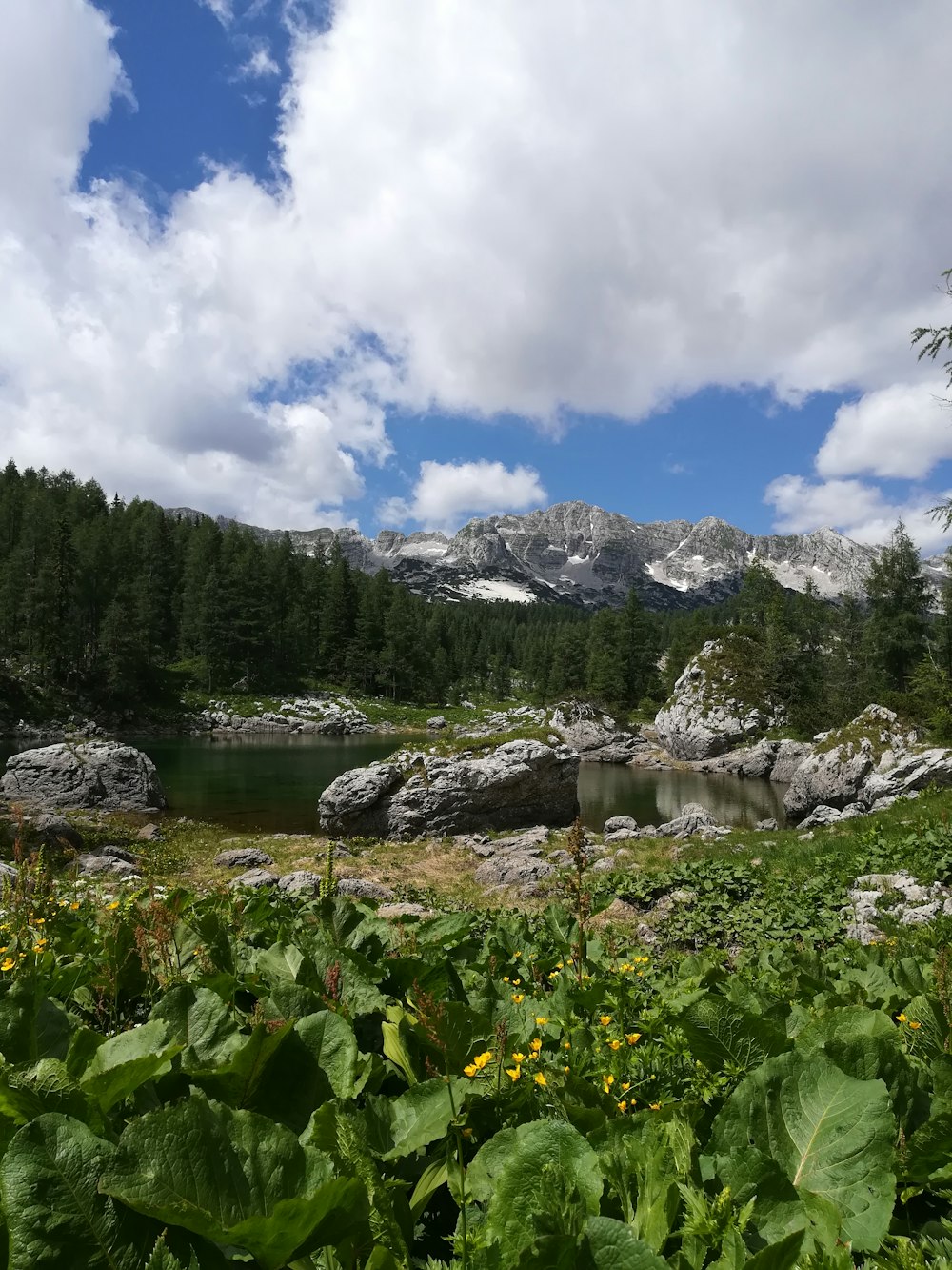 landscape photograph of forest and rocks