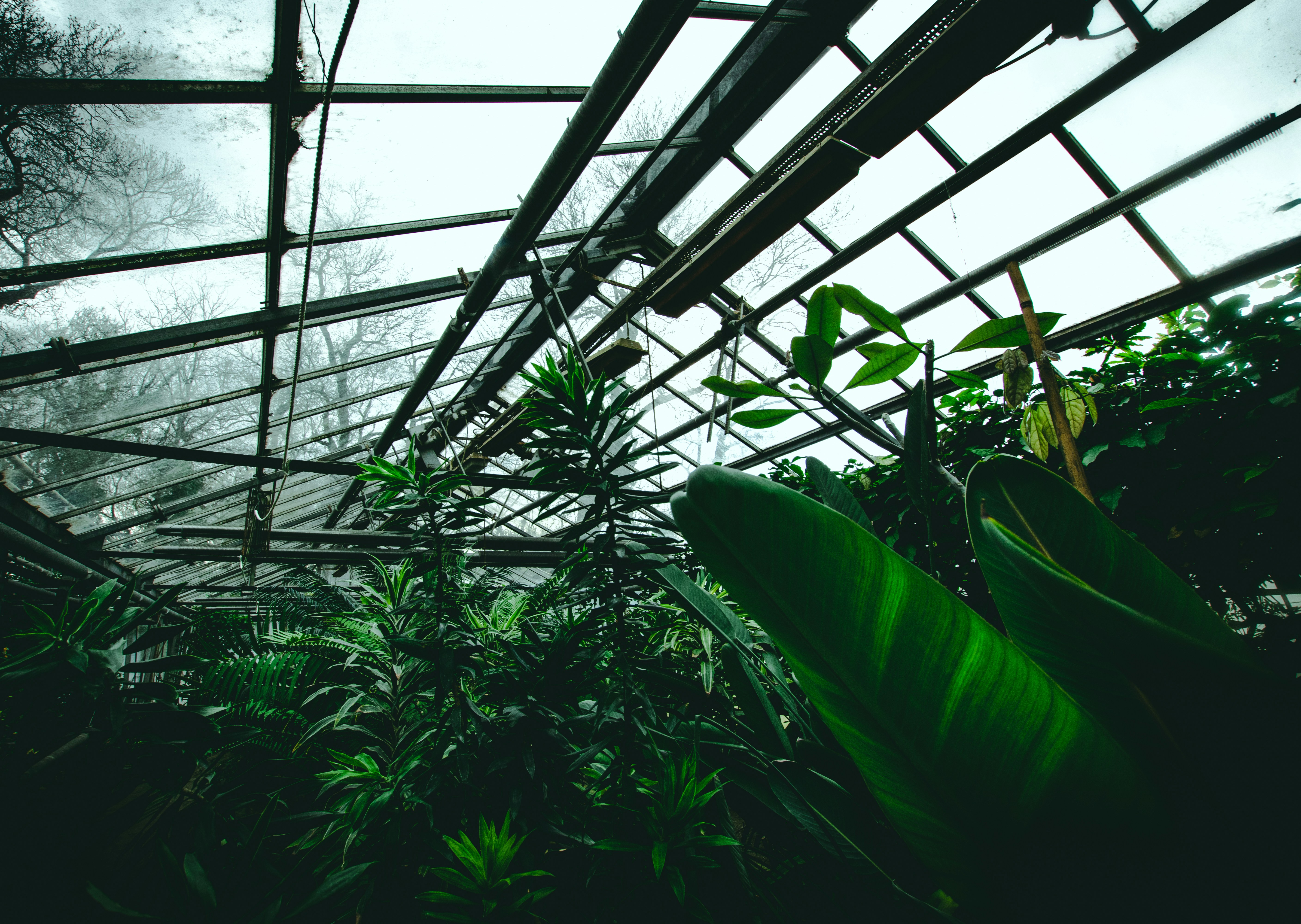 several plants in greenhouse