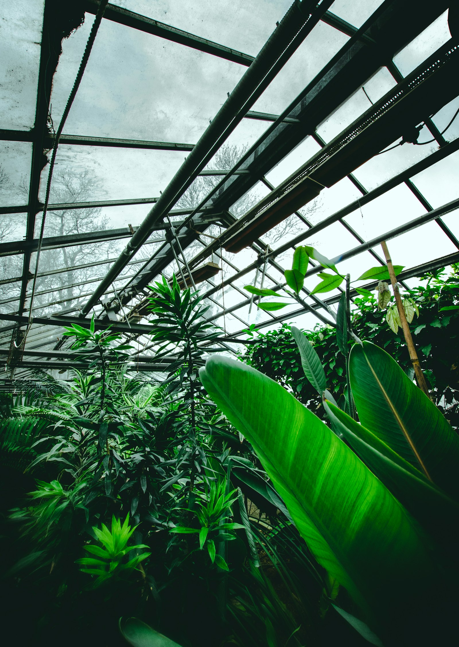 Nikon D5300 + Sigma 10-20mm F3.5 EX DC HSM sample photo. Green leaf plant inside photography