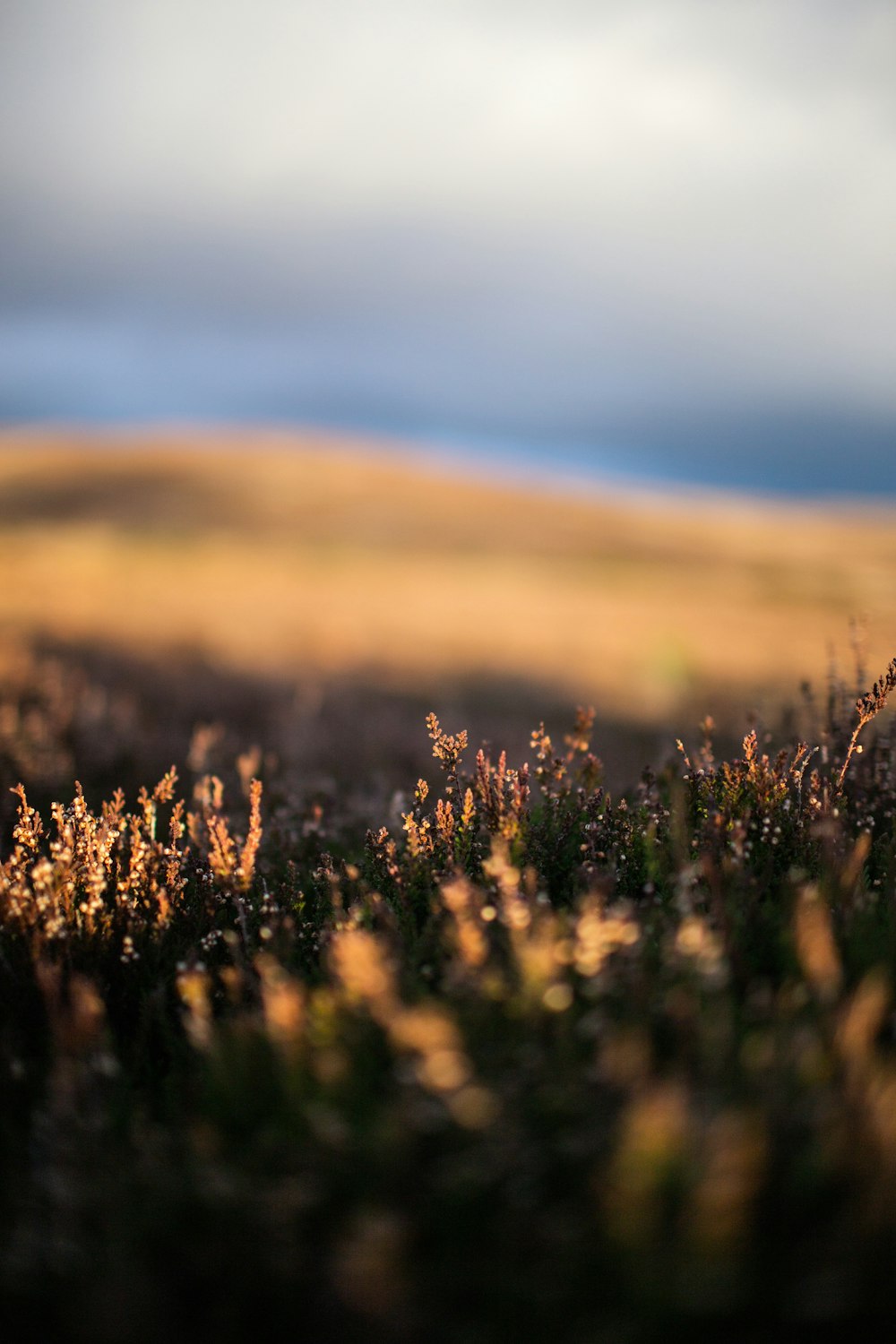 Photographie en gros plan de fower vert et jaune