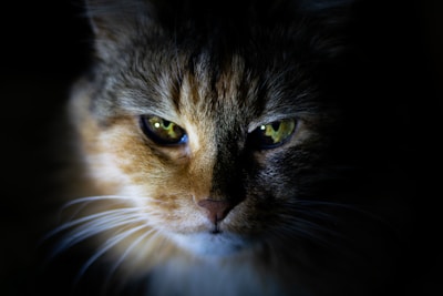 Close-up of a cat’s intense green eyes against a dark, blurred background emphasizing contrast.