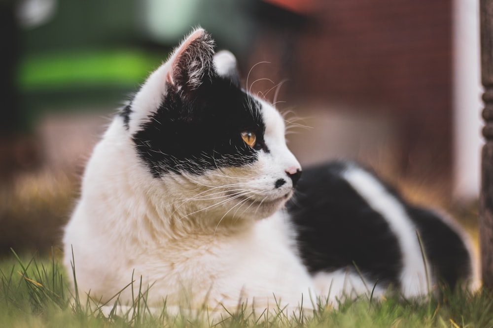 black and white cat