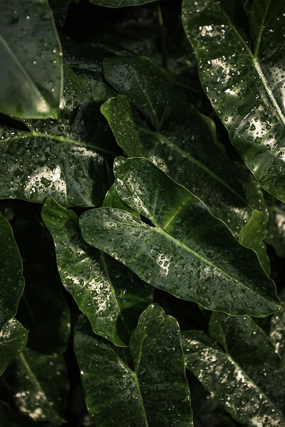 plante à feuilles cordées vertes