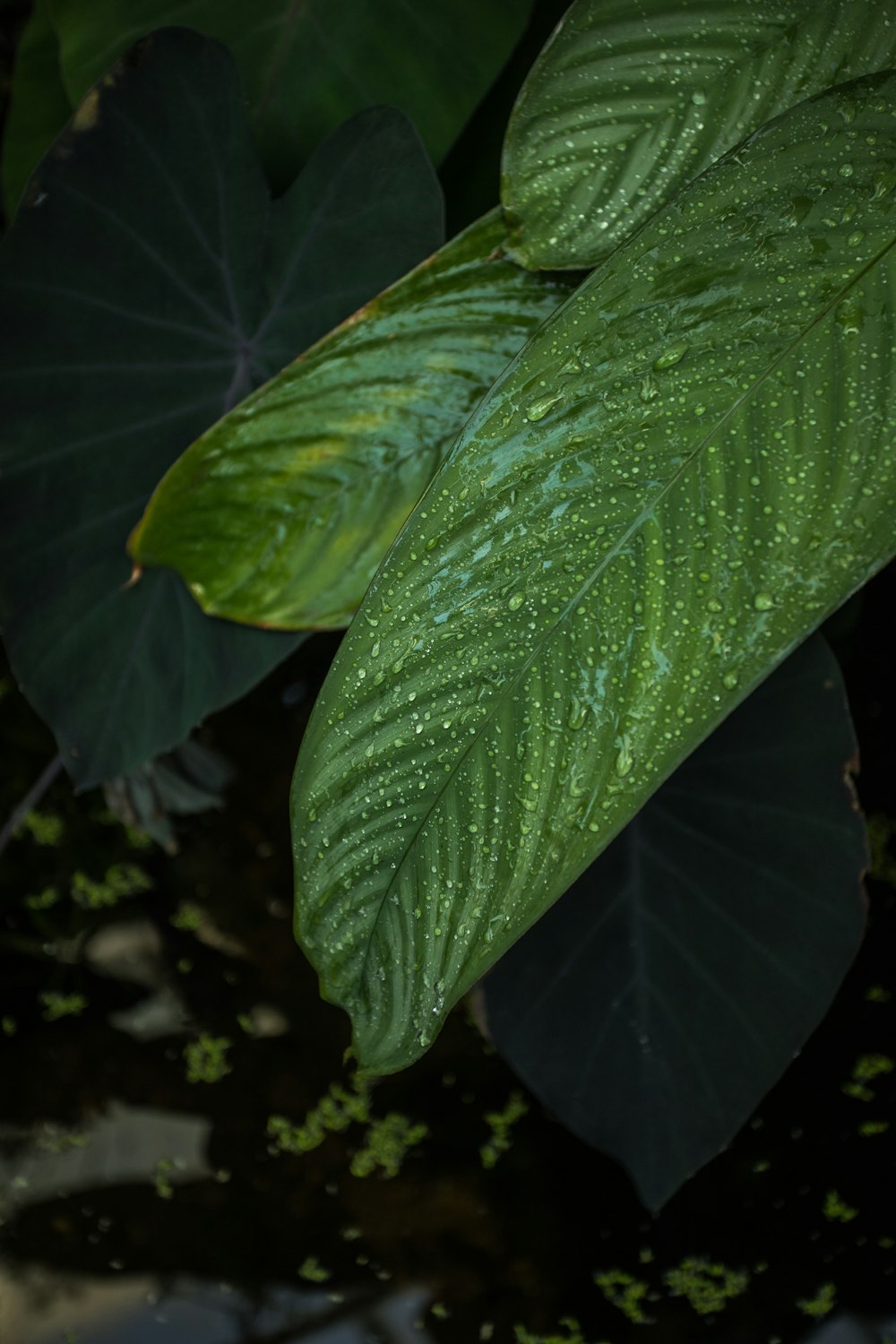 green-leafed plant