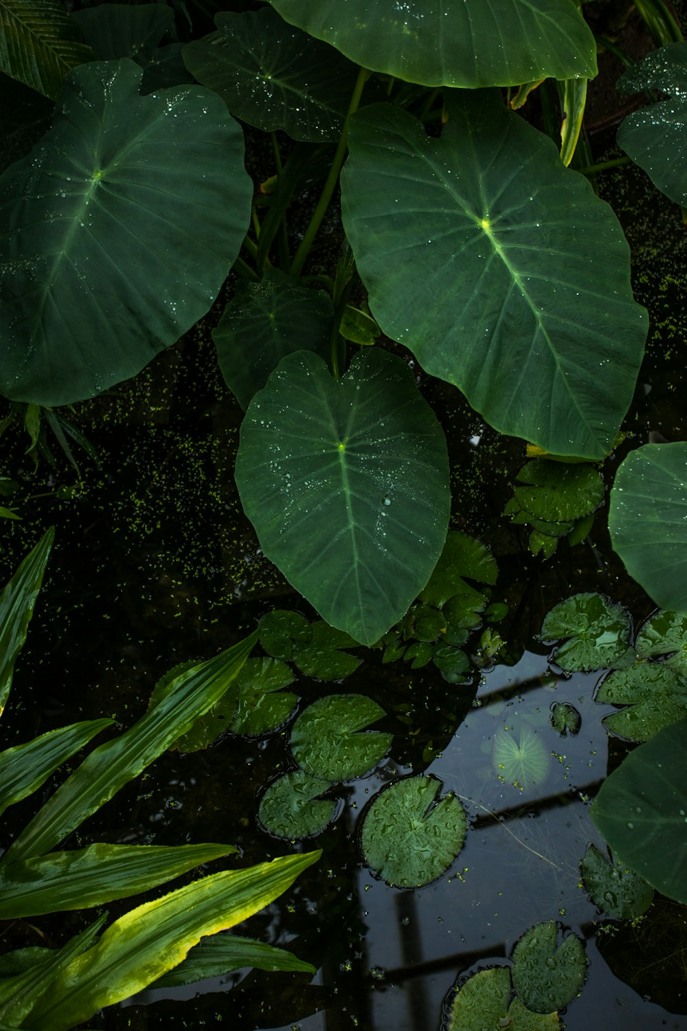 水域の近くの緑の葉の植物