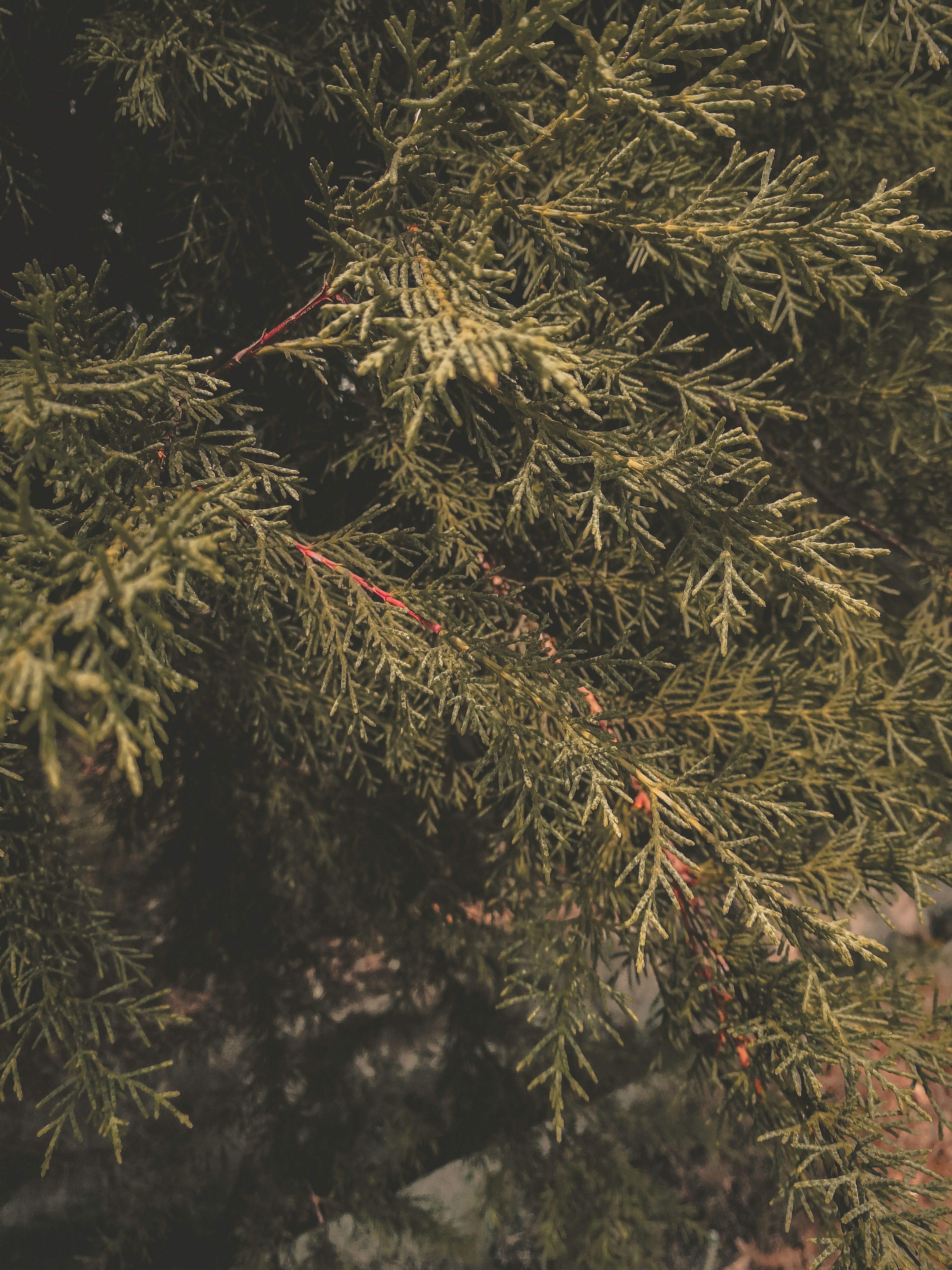 Photo by kenny_lescano