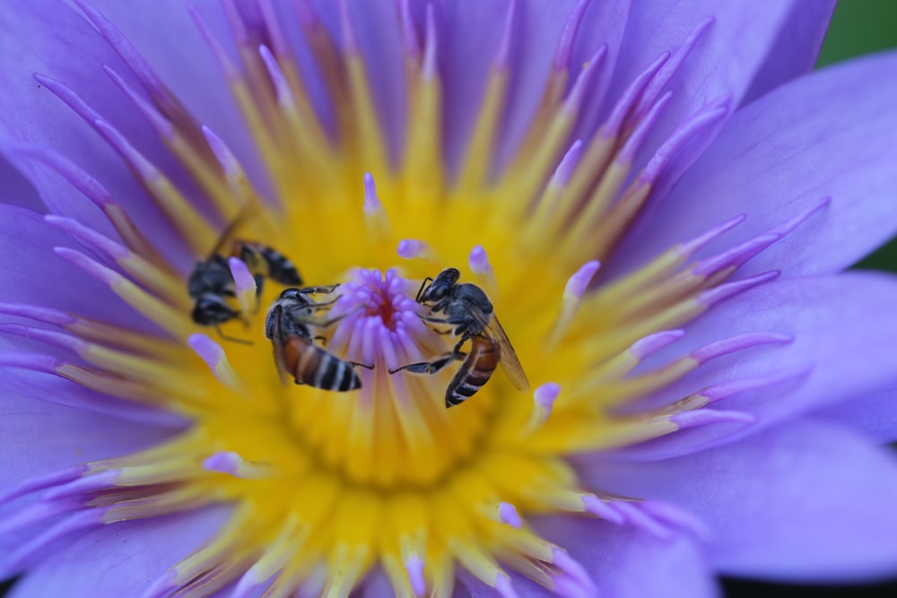 purple and white flower illustration with bees