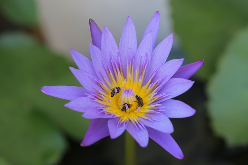 purple lotus flower photo