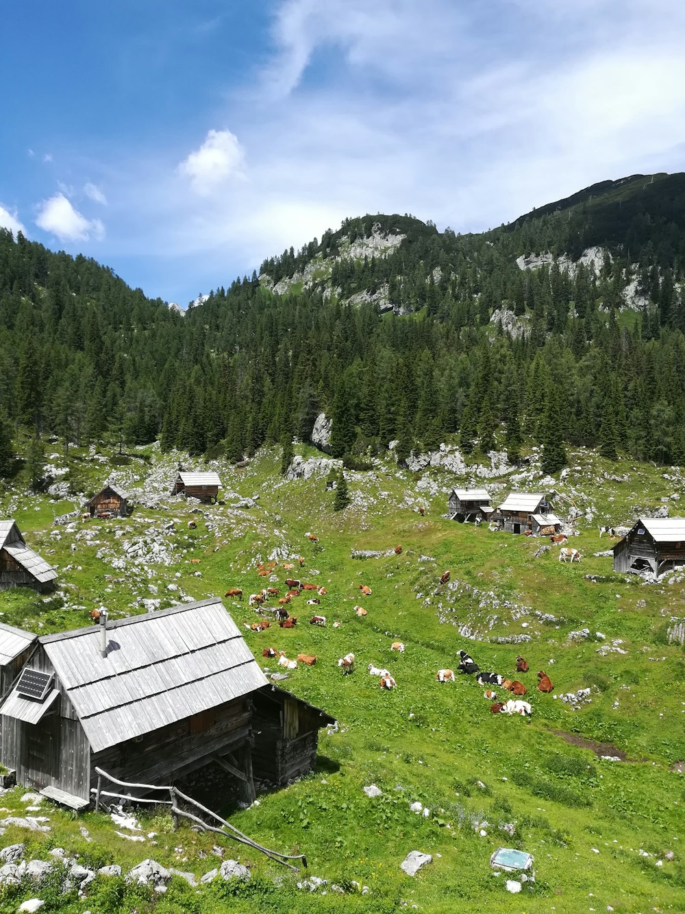 houses on green grass field