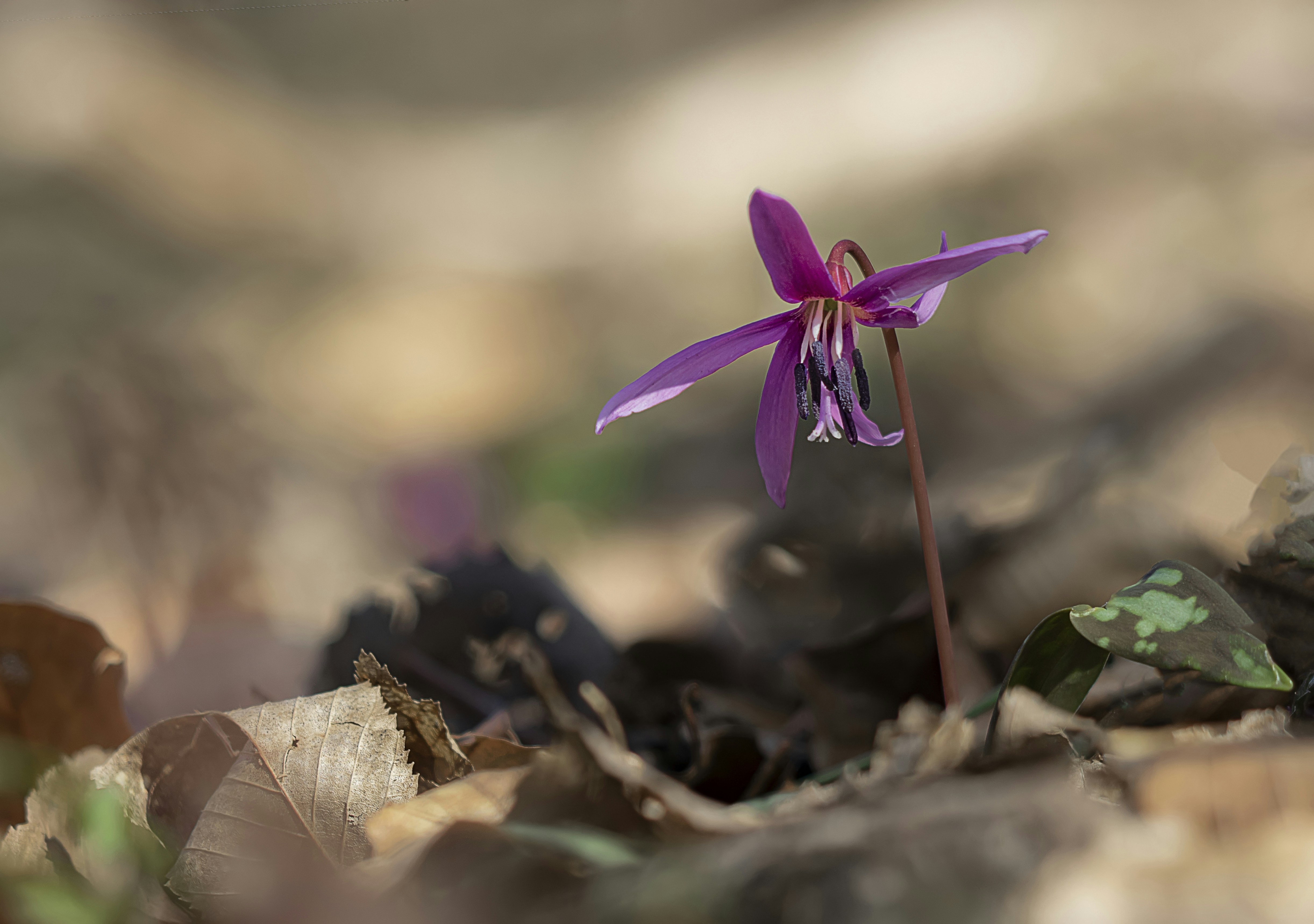 Photo by mazsoka