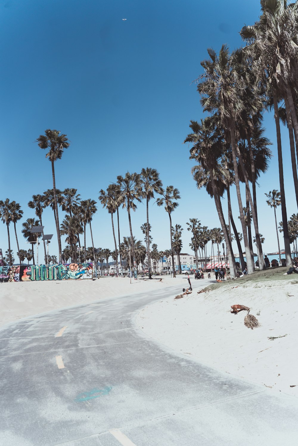 shore with trees during daytime