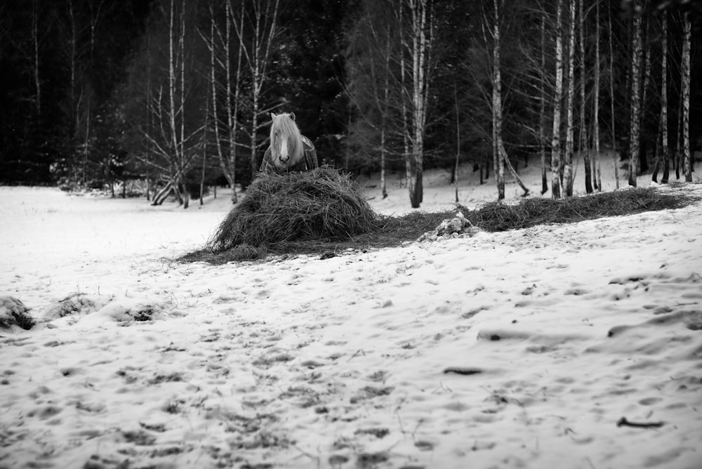 grayscale photography of horse near woods