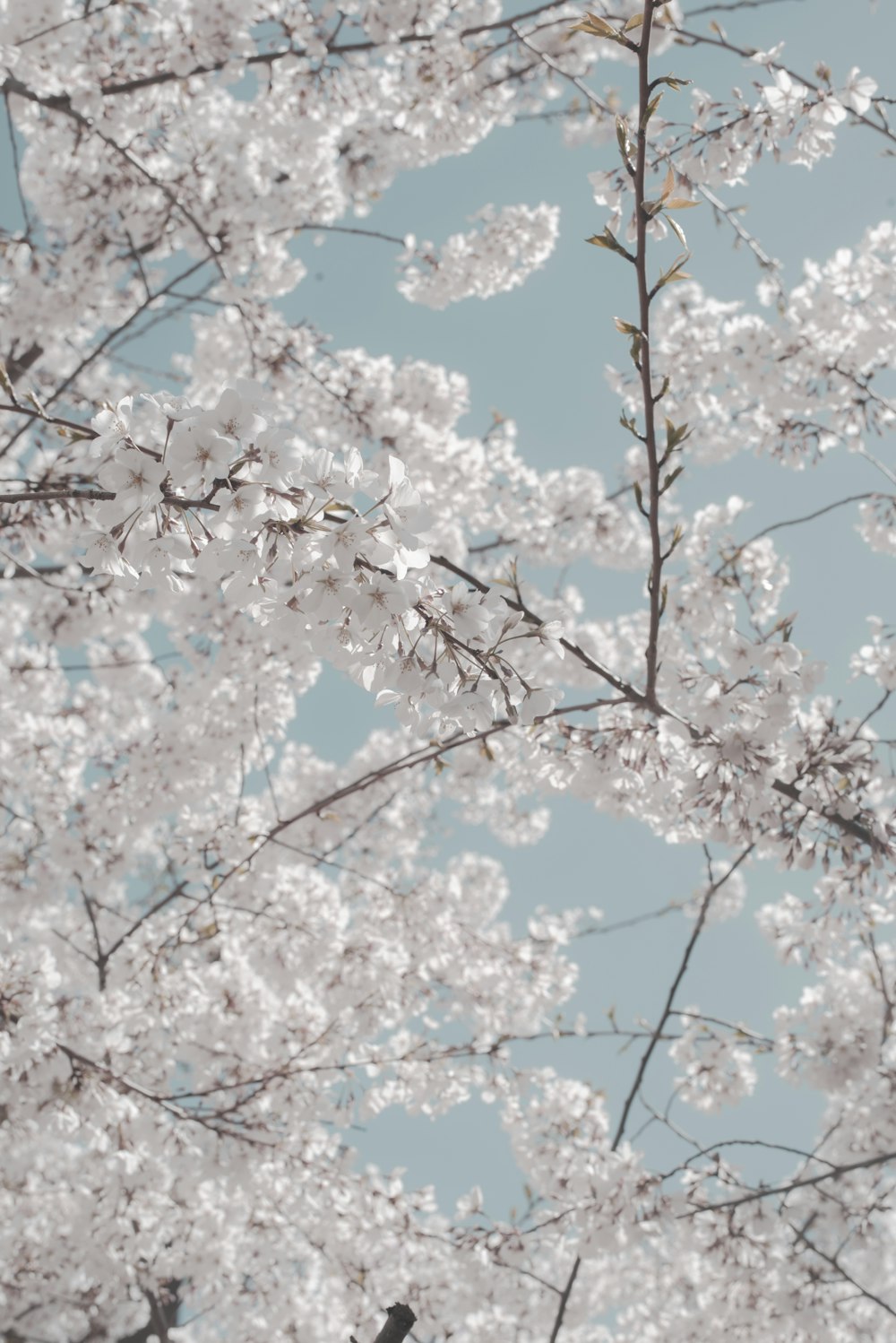 Flor de cerezo blanco durante el día