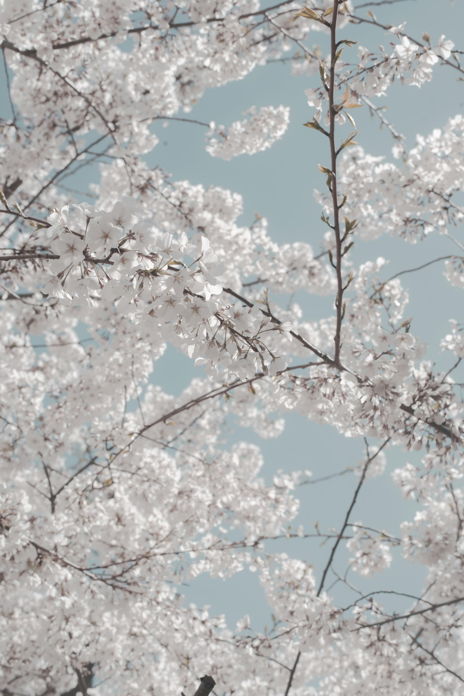 Nikon D810 + Nikon AF-S Nikkor 50mm F1.8G sample photo. White cherry blossom during photography