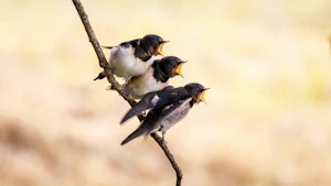 three white and black birds on branch