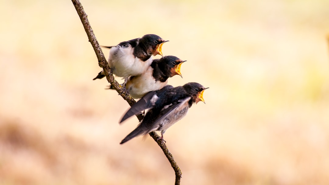  three white and black birds on branch swallow
