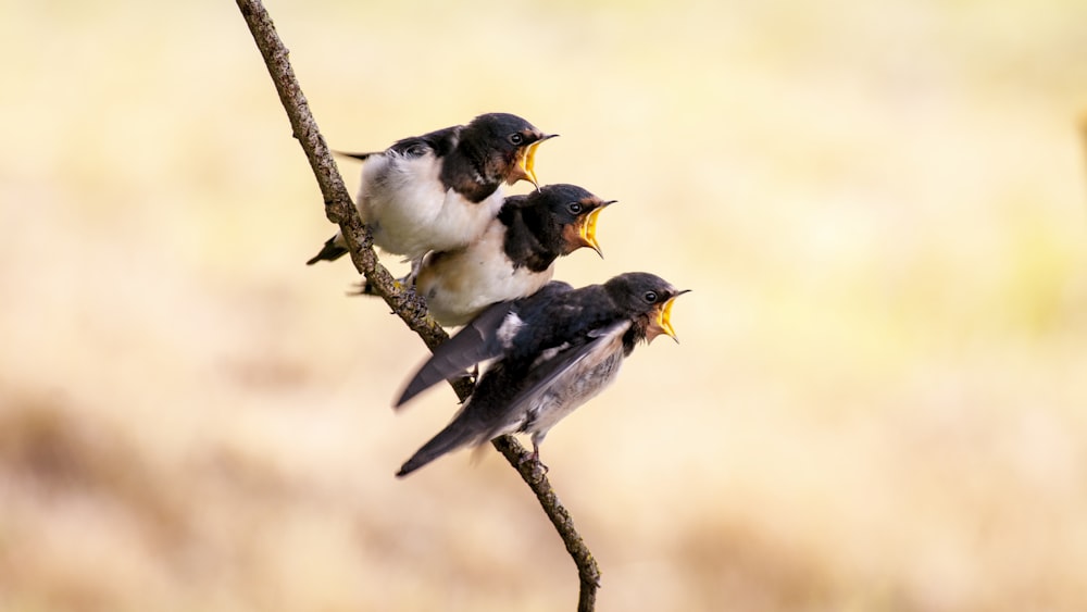 three white and black birds on branch