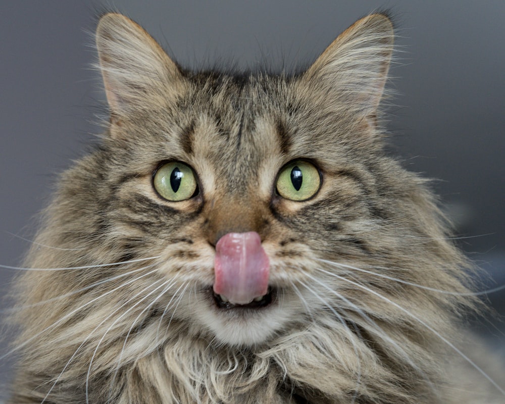 異食癖是指貓咪會不斷地吃下不非食物的物品，這種行為可能對牠們的健康造成威脅