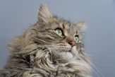 long-furred brown cat