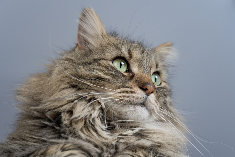 long-furred brown cat