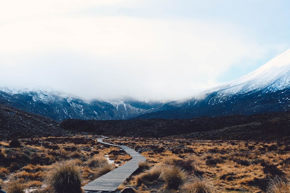 landscape photography of boardwalk