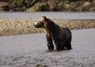 A majestic grizzly bear standing near a riverbank, framed by wildflowers and tall grasses.