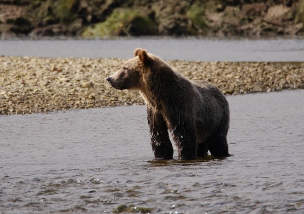 A close-up of a brown bear standing by a riverbank during golden hour.