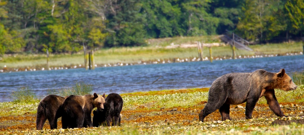 brown bear near body of water