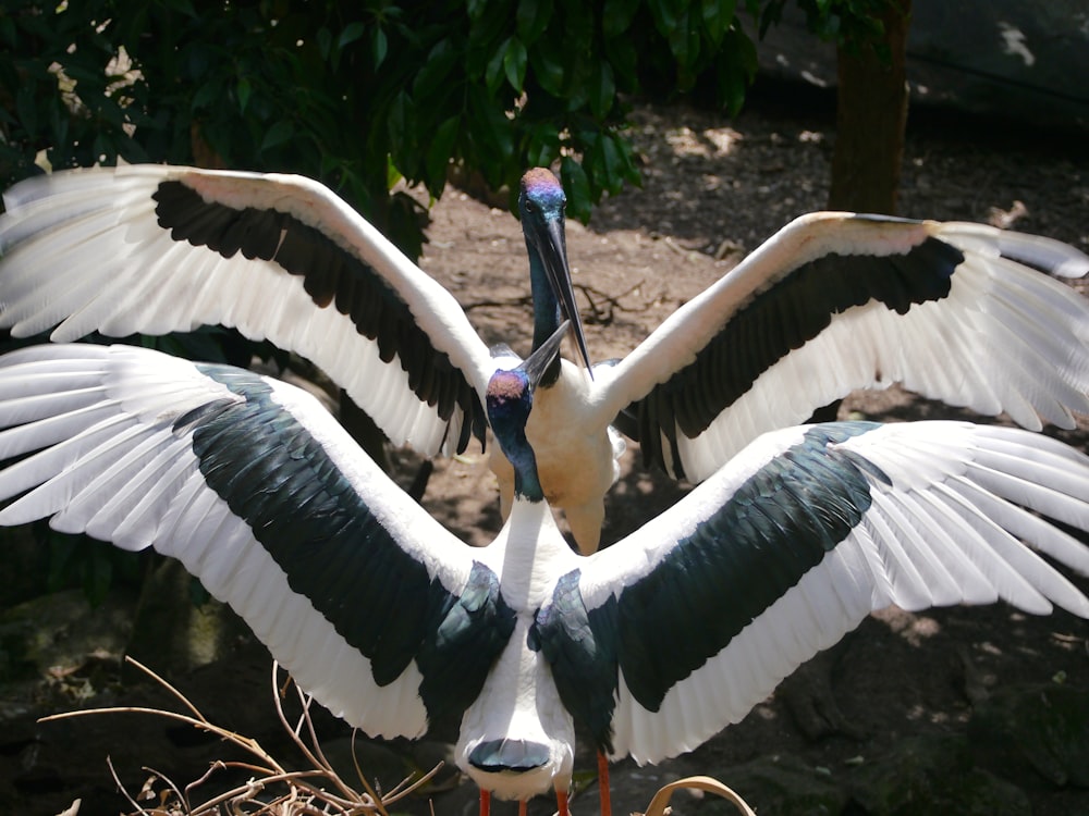 two white birds on ground