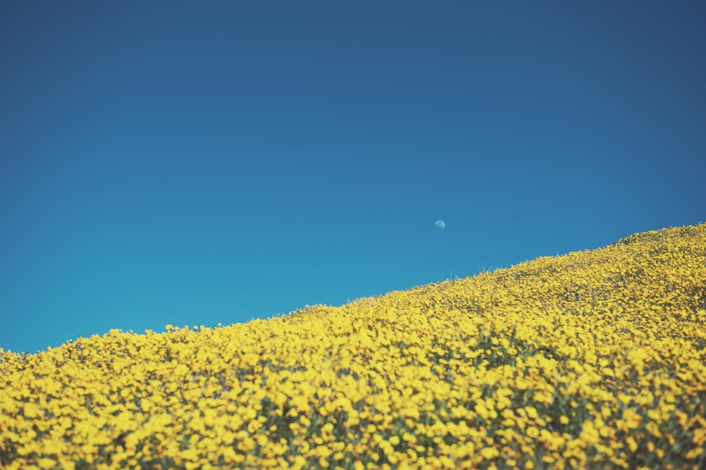 yellow-petaled flowers field